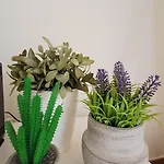 Luxo E Sossego * אלבופיירה
